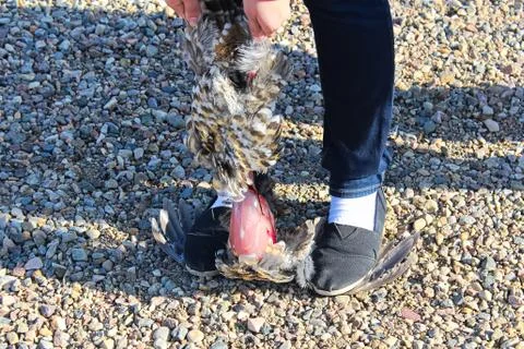 Easy method of cleaning a wild chicken by standing on it's wings Stock Photos