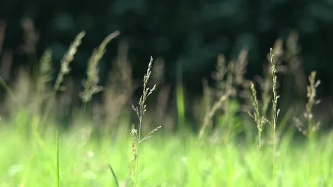 Easy movement of ears in the wind. Stock Footage 89968714
