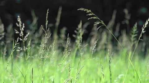 Easy movement of ears in the wind.Delicate swaying of ears. Stock Footage 89968716