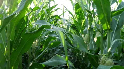 Easy steps in the corn filed Stock Footage 77646651