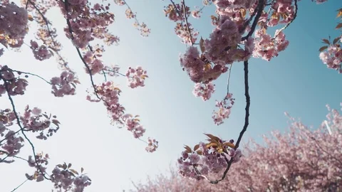Easy swaying of flowering branches with large pink flowers in the wind Stock Footage 82687997