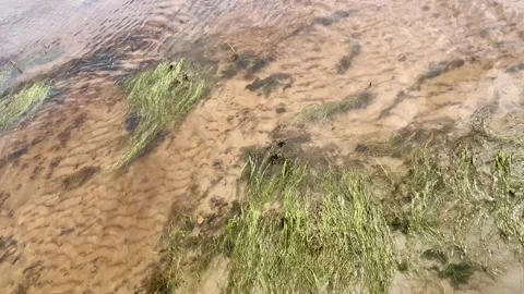 Easy swaying of the surface of the river with sandy bottom and vegetation. Video stock 134245953