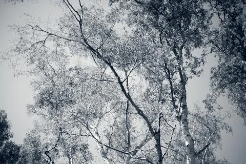 Easy thoughts. Birches are dancing. Spring. Selective focus on birches. Stock Photos