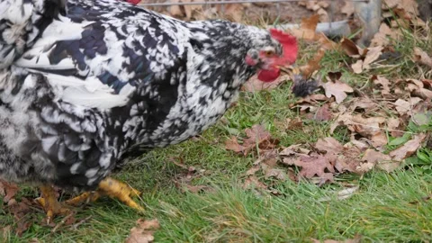 Eat a mouse Vídeo Stock 169477784