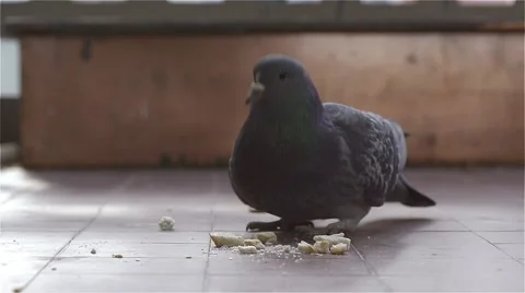 Eat a pigeon in Stock Footage 46596251
