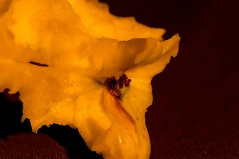 Eaten apple macro Stock Photos