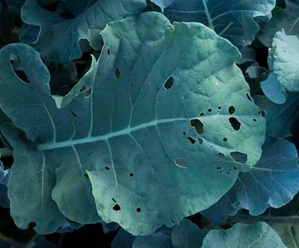 Eaten broccoli leaf Foto stock