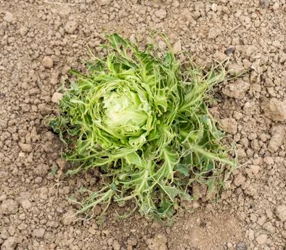 Eaten cabbage Foto stock