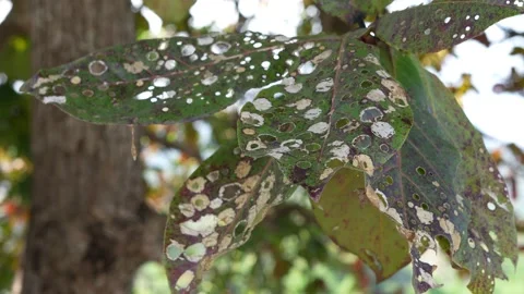 Eaten Leaf Stock Footage 295307012