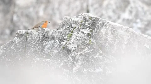 Eating among the rocks, the Red robin in the Alps mountains (Erithacus rubecula) Stock Footage 296316829