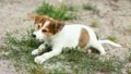 The eating and playing puppies HD Footage