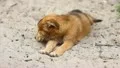 The eating and playing puppies HD Footage