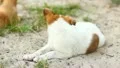The eating and playing puppies HD Footage