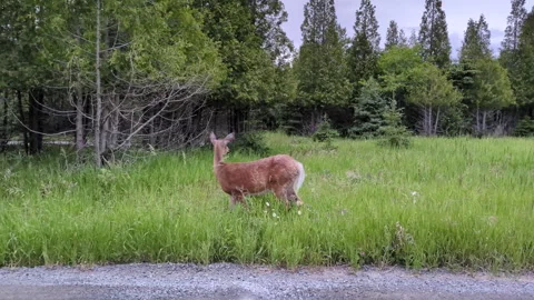 An eating and walking white-tailed deer Video stock 320299612