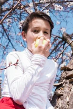 Eating apple among branches of spring tree in blossoms Stock Photos