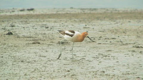 Eating avocet Stock Footage 622563