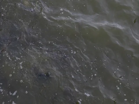 Eating bait fish in the pond Stock Footage 74288486