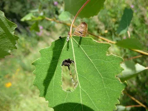 Eating beetle Stock Photos