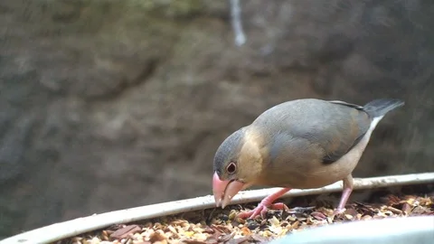 Eating Bird Stock Footage 98678993