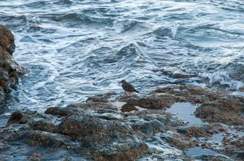 Eating bird Stock Photos