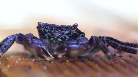 Eating Black Crab Stock Footage 145745396