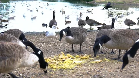 Eating Black Headed Gooses Next to Pond, Slow Motion Stock Footage 170488939