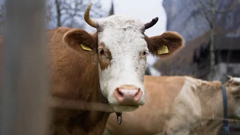 Eating brown Cow looking into the Camera chewing Stock-Footage 120189751