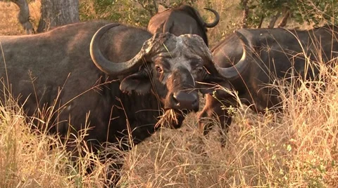 Eating buffalo Stock Footage 8569398