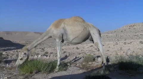 Eating camel Vidéo 53880693