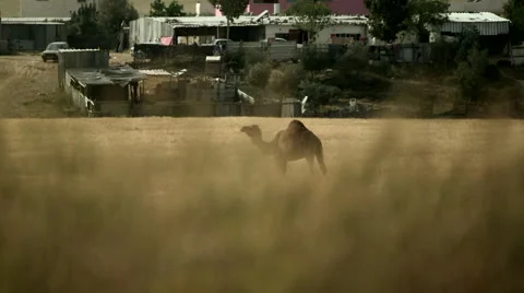 Eating Camel in a Wheat Field Stock Footage 49695535