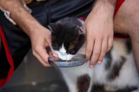 Eating cat background Stock Photos