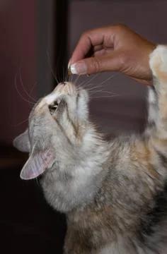Eating cat Stock Photos