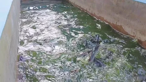 Eating catfish Stock Footage 238902809