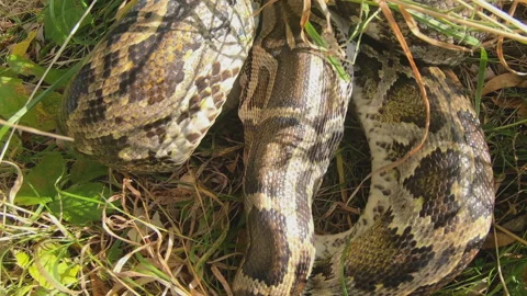 Eating chicken Stock Footage 154502650