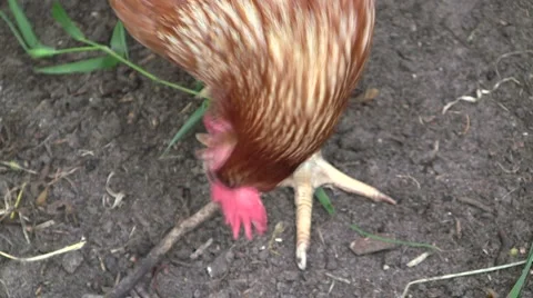 Eating chickens Stock Footage 6531452
