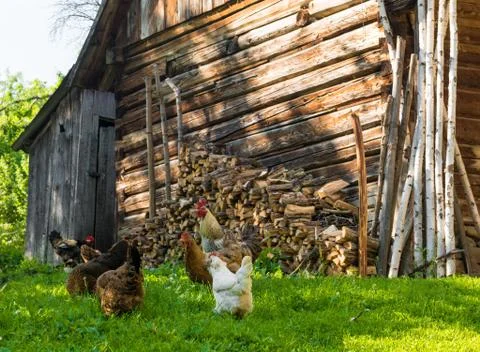 Eating chickens Stock Photos