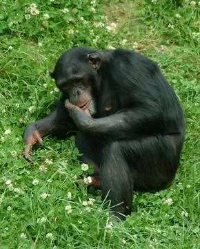 Eating Chimp Stock Photos