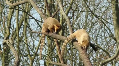 An eating coatimundi Stock Footage 11147648