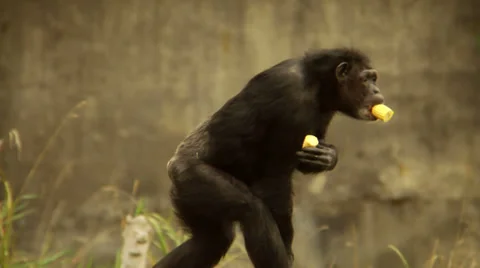 Eating Corn and Walking on Log Stock Footage 33830576
