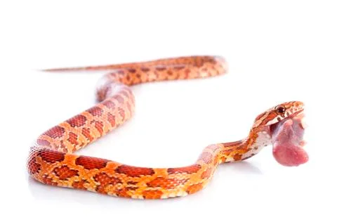 Eating corn snake Stock Photos