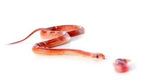 Eating corn snake Stock Photos
