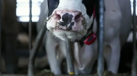 Eating cow Stock Footage 21834680