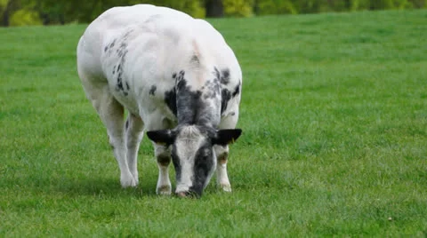 Eating-cow Stock Footage 23174685