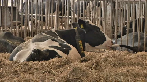 Eating cow1 Stock Footage 2721673