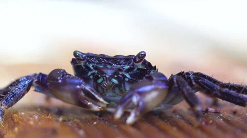 Eating Crab Close Up Stock Footage 145744926