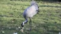 Eating crane 5940 HD Footage
