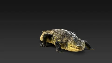 Eating Crocodile Black Screen. 3d Animation. 4k Video stock 251800918