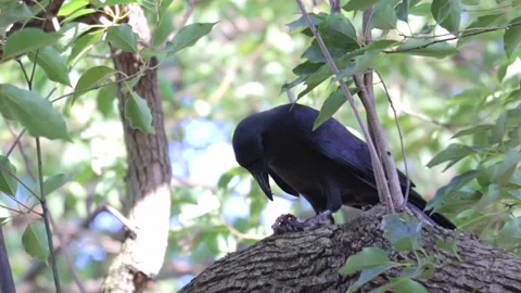 Eating crow Stock Footage 235901285