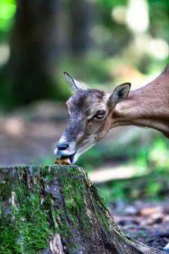 Eating deer Stock Photos