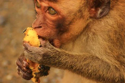 Eating a delicious mango Stock Photos
